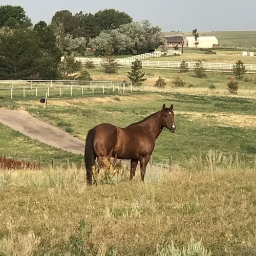 snickersinpasturepng